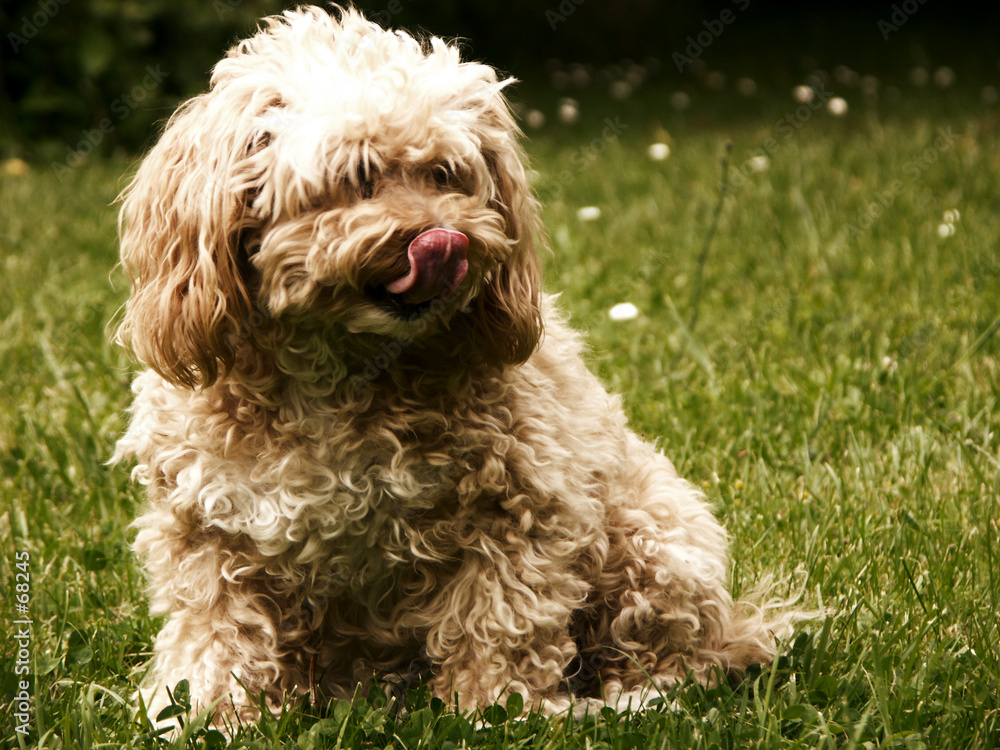 petit chien petit chien