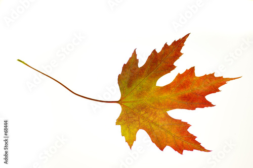 orange maple leaf on white