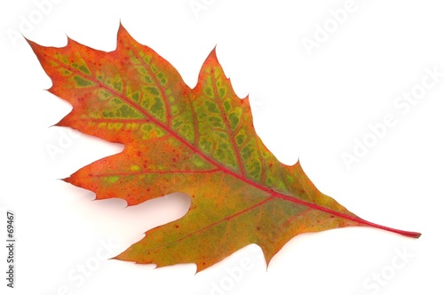 leaf