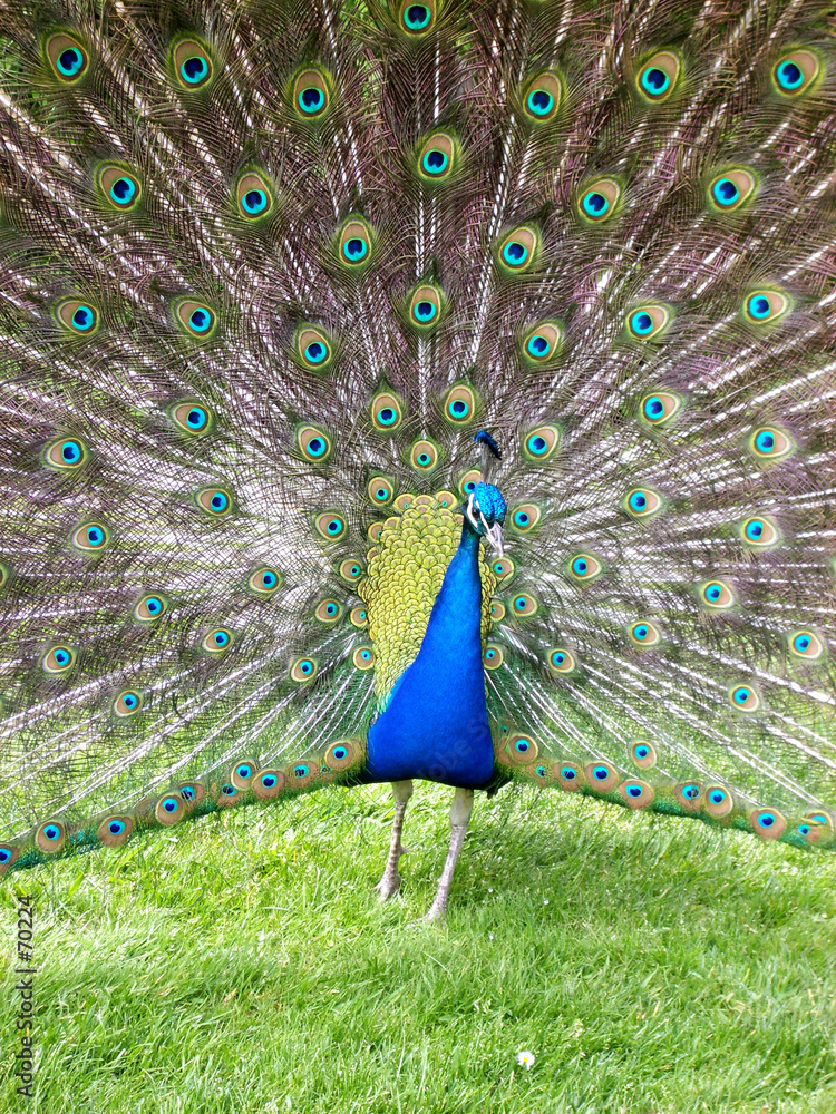 Obraz premium peacock.