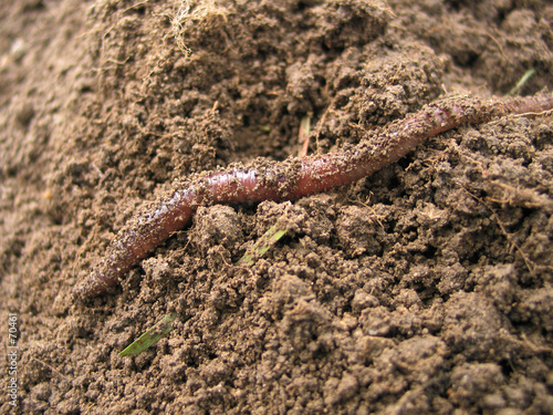 earthworm above ground