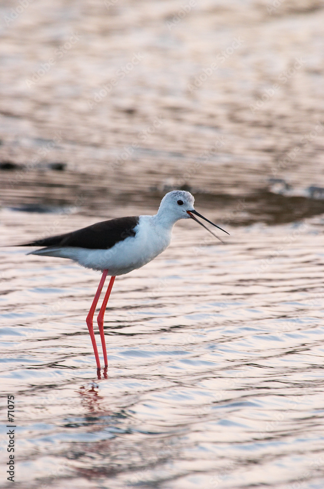 Obraz premium cigüeñuela (himantopus himantopus)