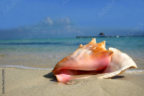 beach conch