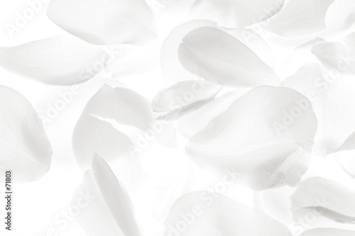 Obraz na płótnie white rose petals on white