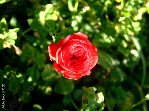 a lone rose