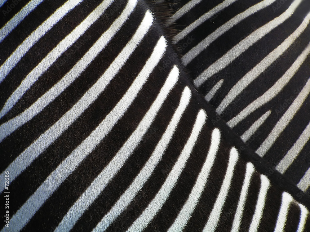 details of zebra details of zebra