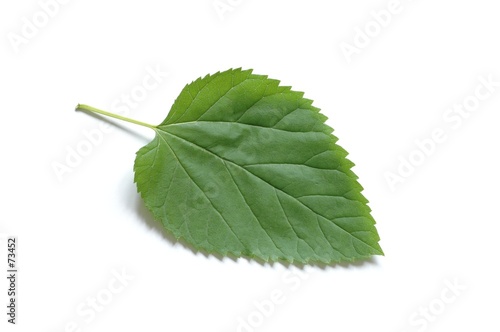 leaf