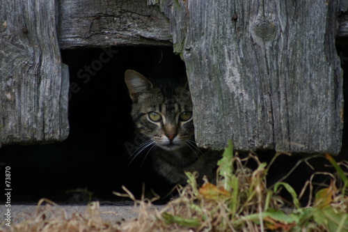 chat timide