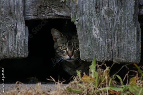 chat timide © Jean-François DESSUP