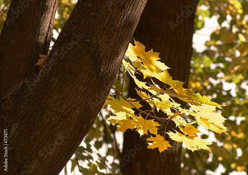 coloured branch