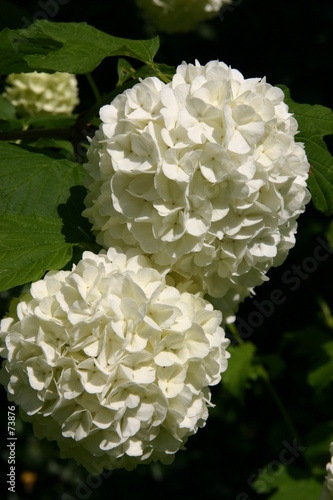 boule de neige