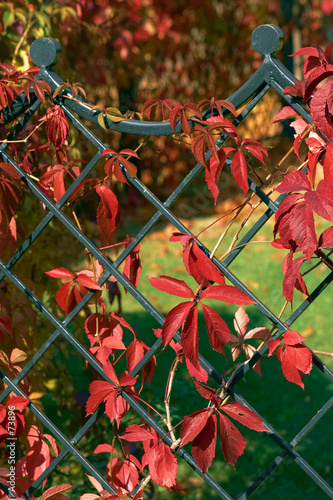 ivy decorated fence