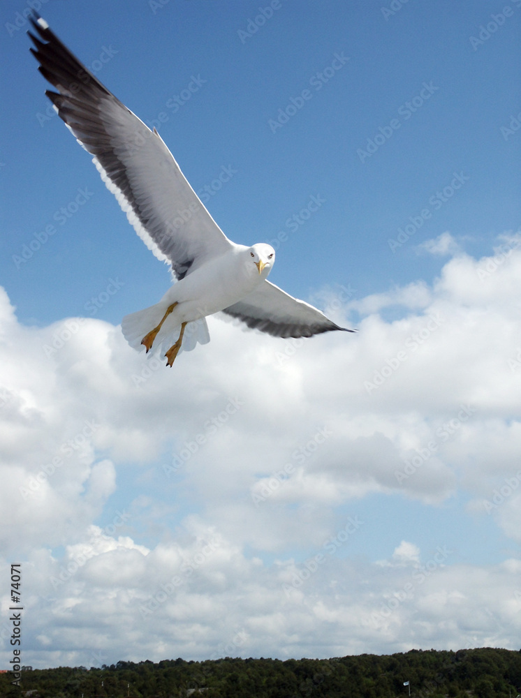 seagull in the flight