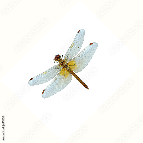 dragonfly
