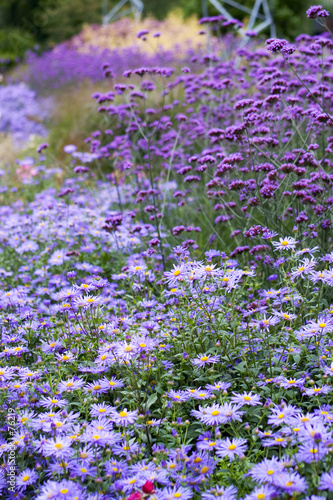 field of flowers