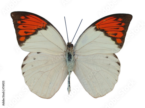 great orange tip butterfly, isolated against white © Ian Klein
