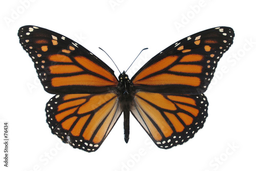 monarch butterfly, isolated against white backgrou