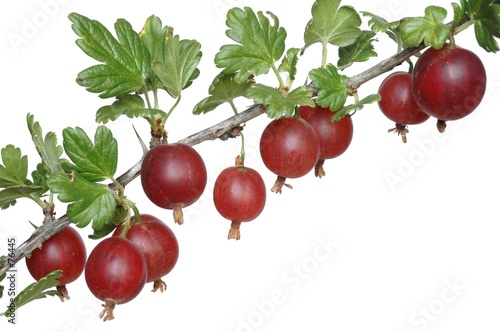 gooseberry