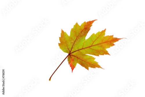 orange maple leaf on white photo