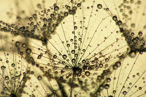 dandelion seed at sunset with water drops