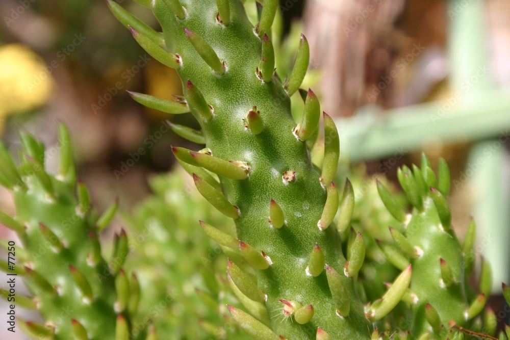 Αυτοκόλλητο succulent cacti