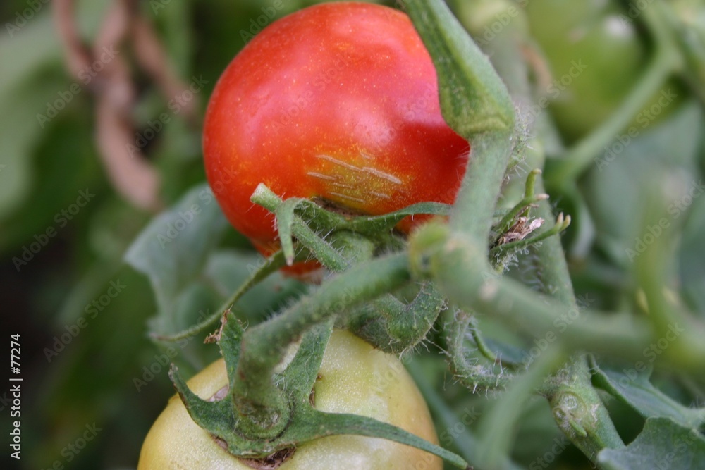 Foto ripe tomatoe
