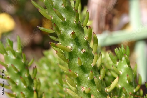 Fotografija succulent cacti