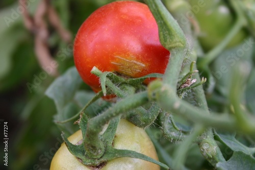 Fotografie ripe tomatoe