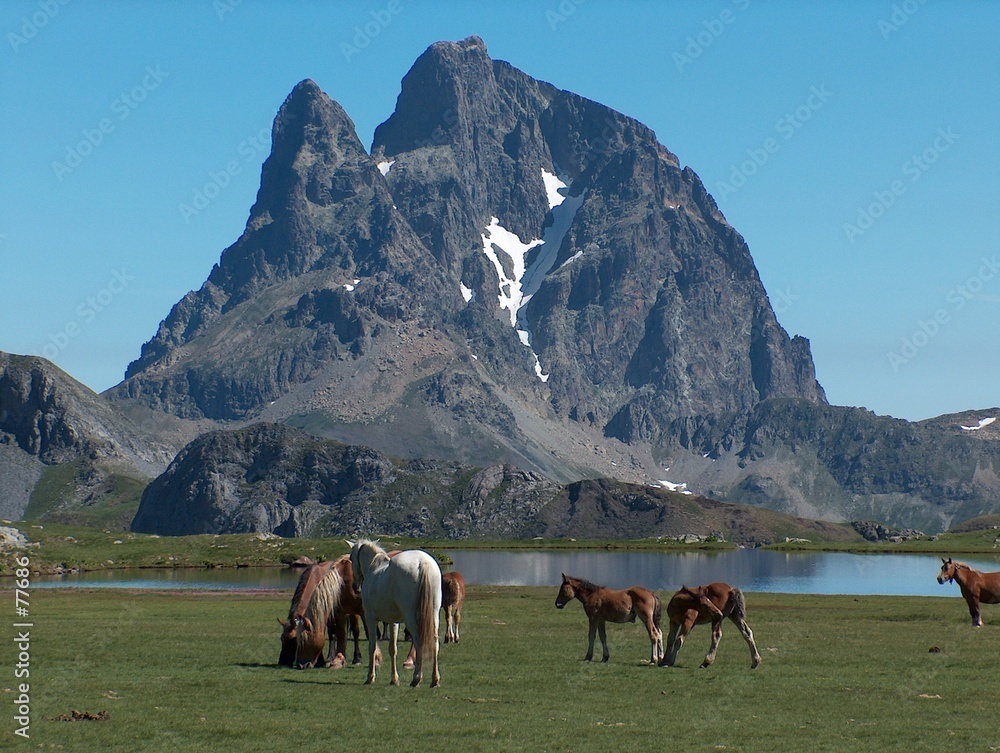 Obraz premium chevaux devant le lac d'anayet, pyrénées