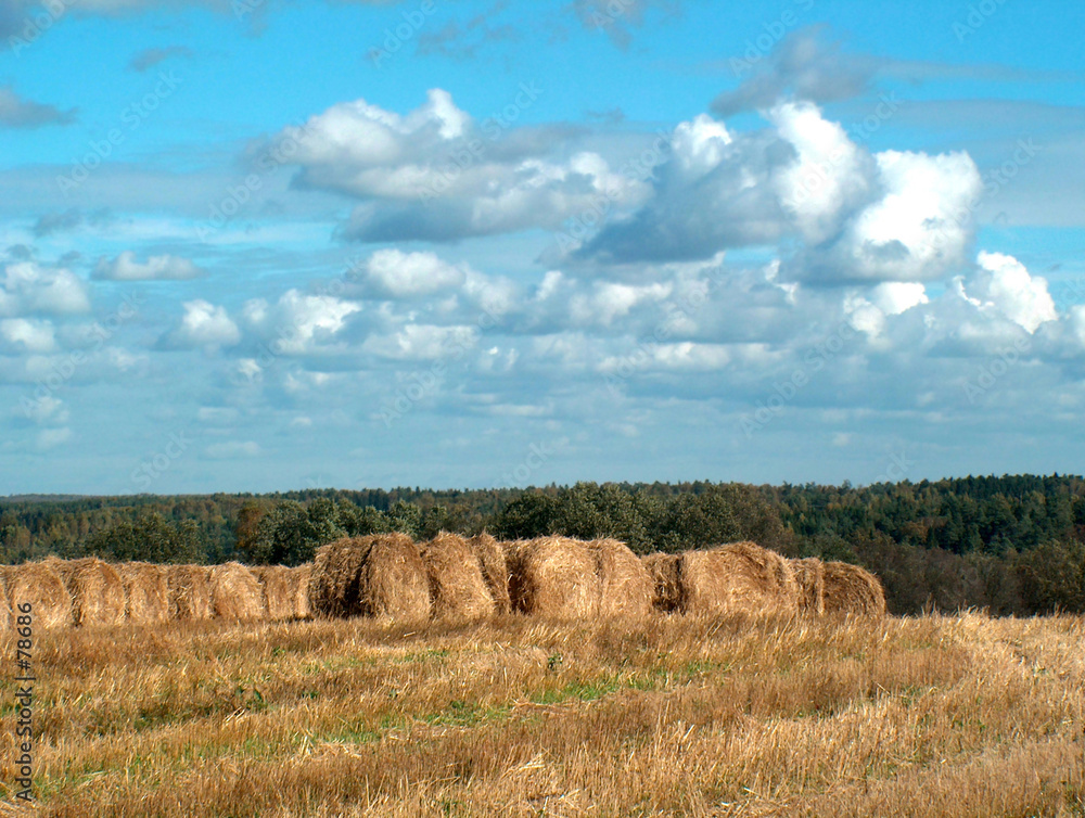 autumn field . not far from kostroma.