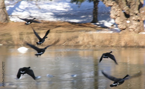 geese take flight