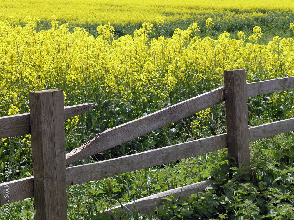 rape seed crop