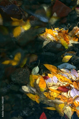 colorful leaves
