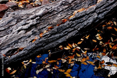 autumn leaves