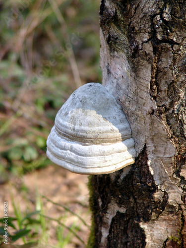 mushroom on birch.
