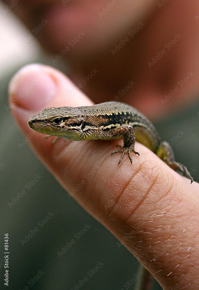 lizard on finger lizard on finger