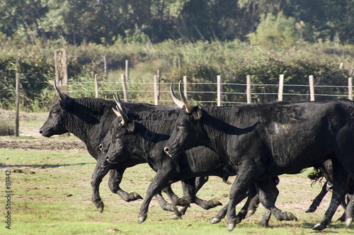 taureau