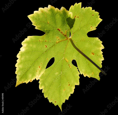feuille de vigne détourée