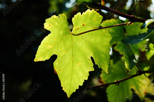 feuille de vigne en automne