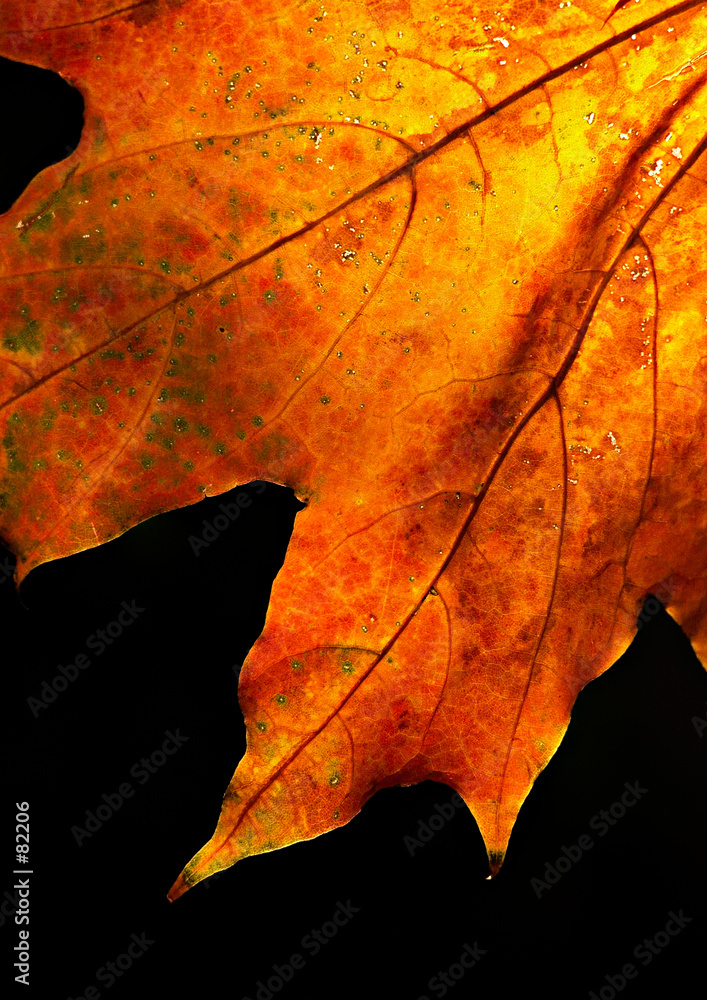 maple leaf against the sun maple leaf against the sun