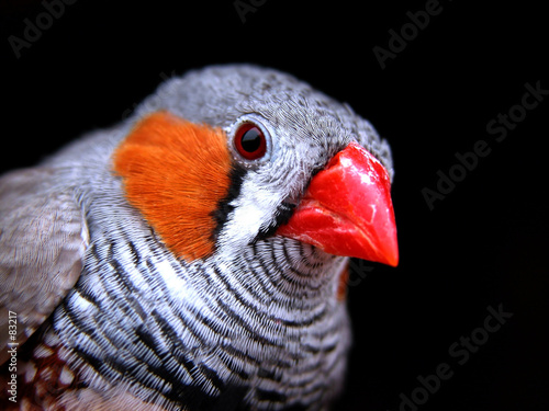 bird