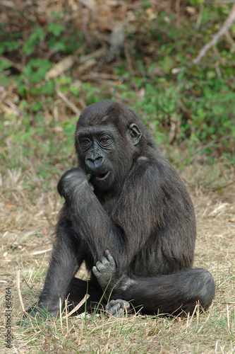 jeune gorille de 3 ans
