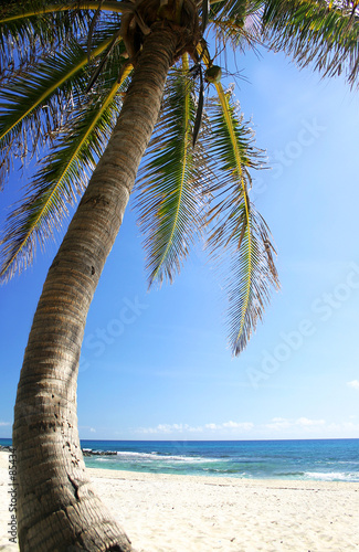 palmera y playa photo