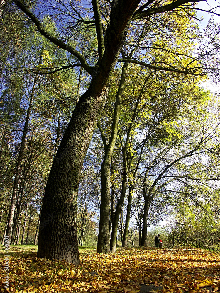 Fototapeta premium in the park in fall