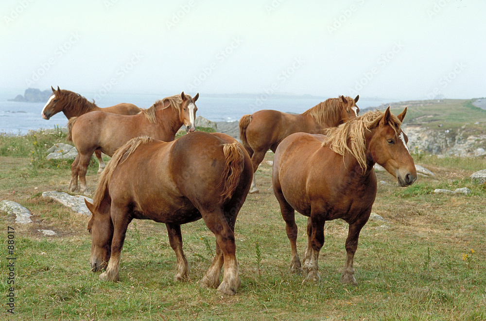  chevaux de trait breton
