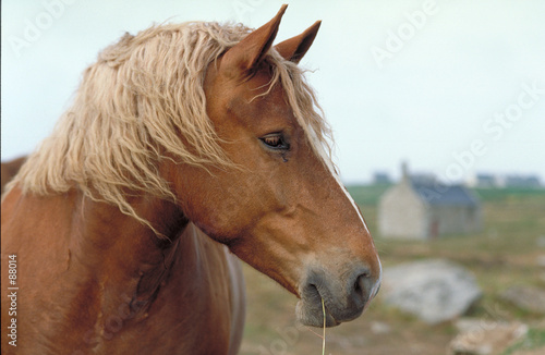 cheval de trait postier breton