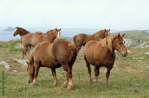  chevaux de trait breton