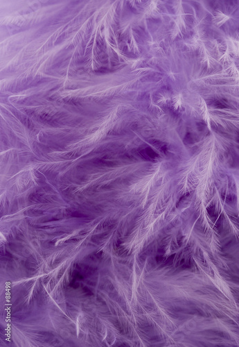 purple feather abstract background