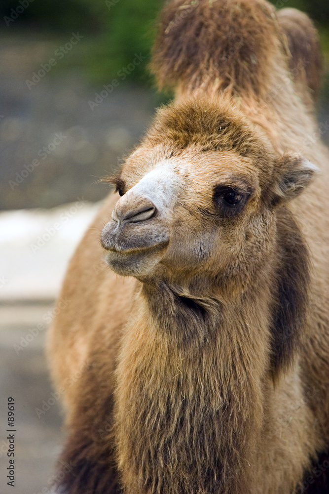 camel