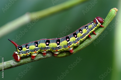 macro caterpillar